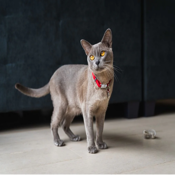 Red Dingo Classic Collar For Cats (Red)