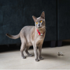 Red Dingo Classic Collar For Cats (Red) Cats-Collar, Leashes, harnesses Red Dingo Dropship