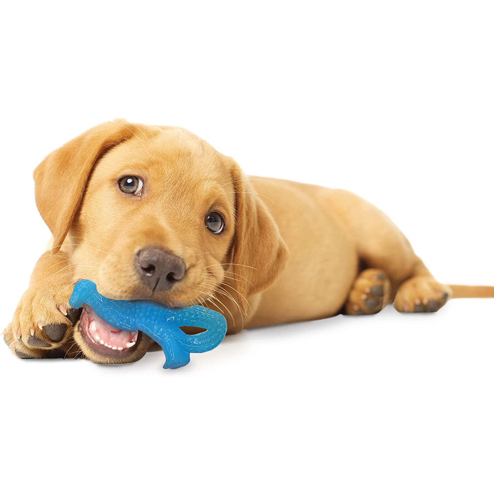 Nylabone Puppy Teething Chicken Flavoured Dino Chew Toy for Dogs (Blue)