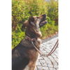 Trixie Premium Extra Wide Neoprene Padded Collar for Dogs (Boho Diamond/Caramel) Dogs-Collar, Leashes, harnesses Trixie