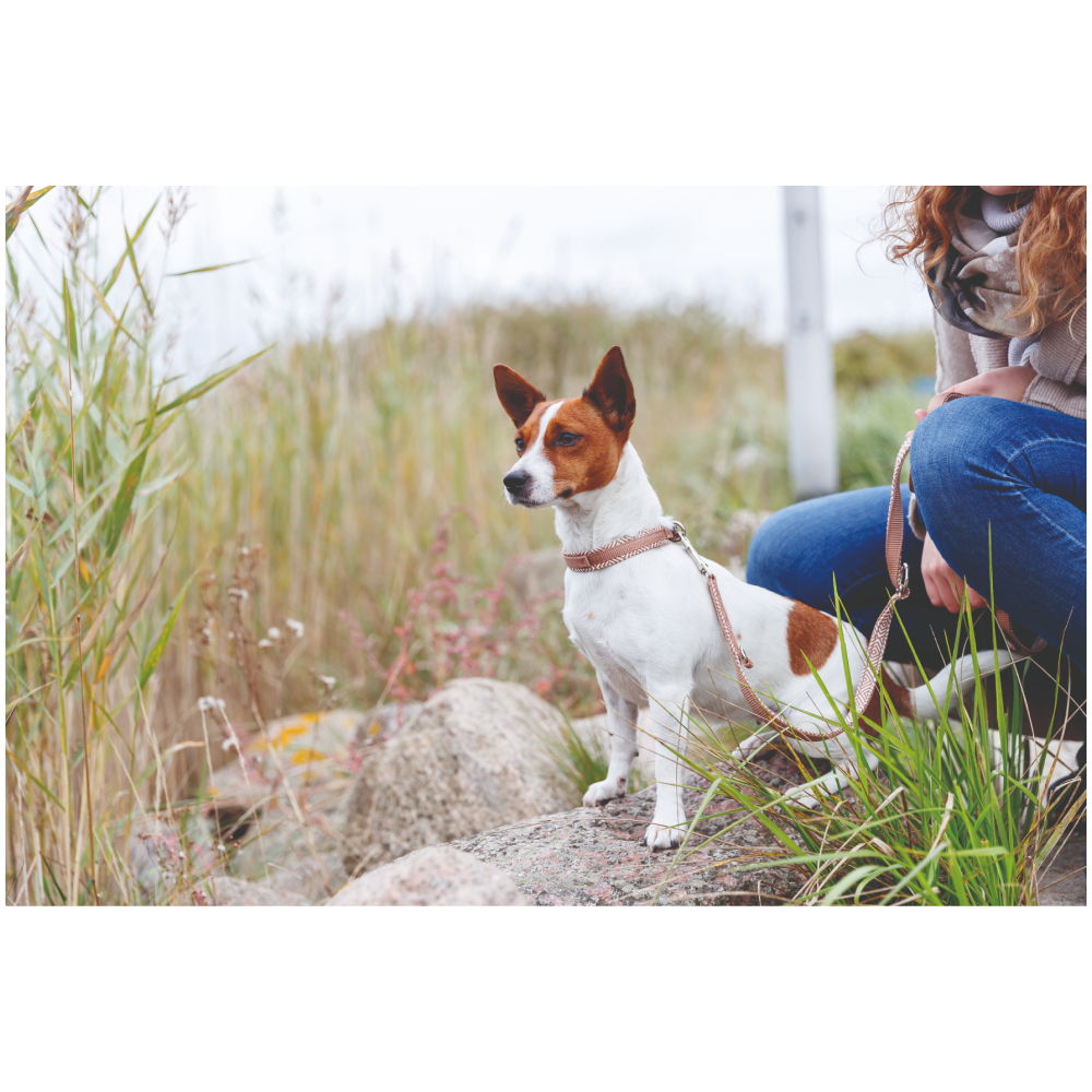 Trixie Premium Extra Wide Neoprene Padded Collar for Dogs (Boho Diamond/Caramel)