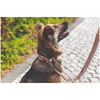 Trixie Premium Extra Wide Neoprene Padded Collar for Dogs (Boho Diamond/Caramel) Dogs-Collar, Leashes, harnesses Trixie