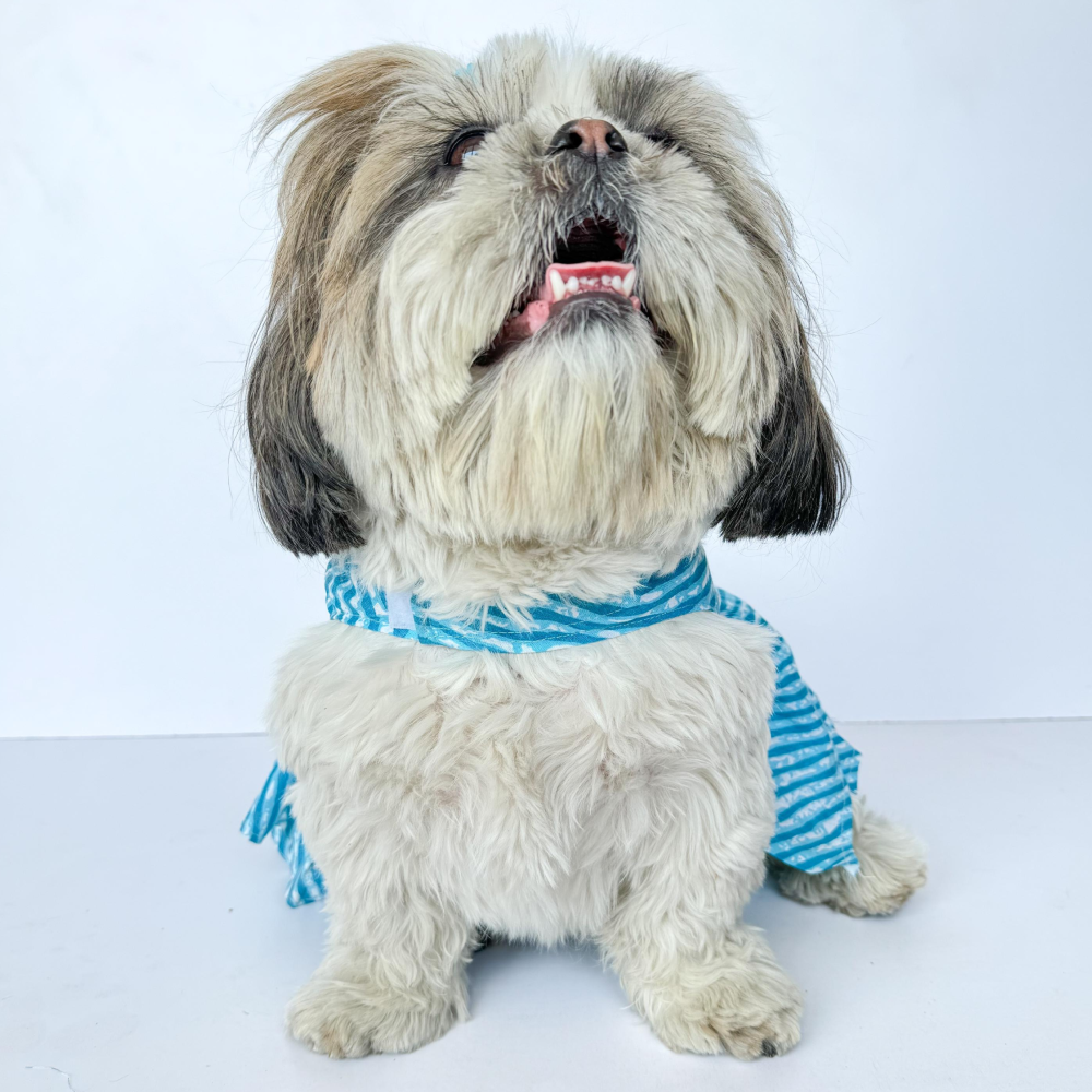 Pawgypets Lehriya Dress for Dogs and Cats (Blue)