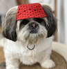 Pawgypets Heart Cap for Dogs (Red)