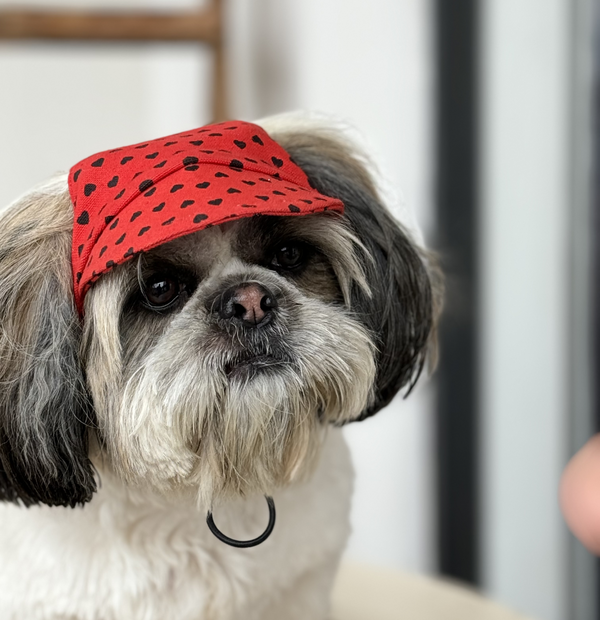 Pawgypets Heart Cap for Dogs (Red)