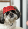 Pawgypets Heart Cap for Dogs (Red)