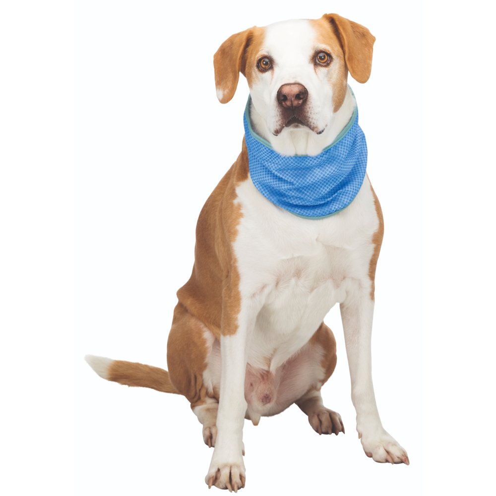 Trixie Cooling Bandana for Dogs (Blue) Dogs-Clothing & Accessories Trixie