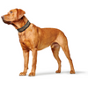 Hunter Arizona UP Collar for Dogs (Black)