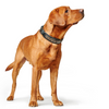 Hunter Arizona UP Collar for Dogs (Black)