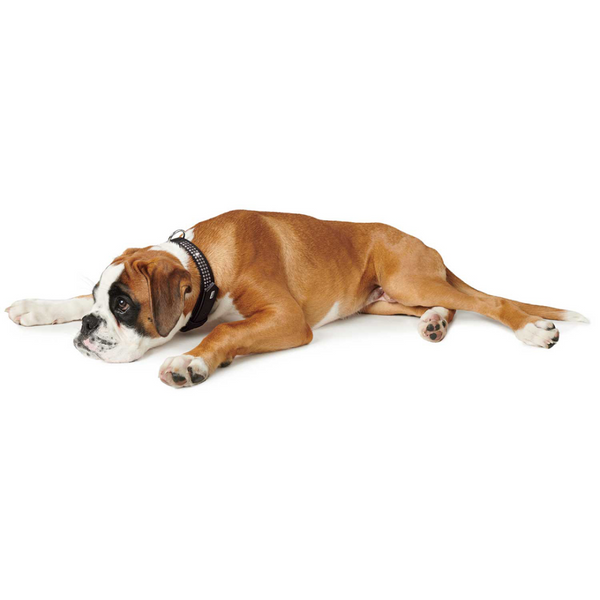 Hunter Softie Triluxe Collar for Dogs (Black)