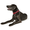 Hunter Softie Triluxe Collar for Dogs (Red)