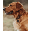 Hunter Solid Education Cord Collar for Dogs (Dark Brown)