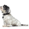 Hunter Tijuana Collar for Dogs (Black)