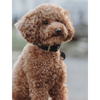 Hunter Tijuana Collar for Dogs (Black)