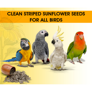 Boltz Striped Sunflower Seeds Bird Food
