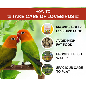Boltz Mixed Seeds Adult Bird Food for Cockatiel and Lovebirds