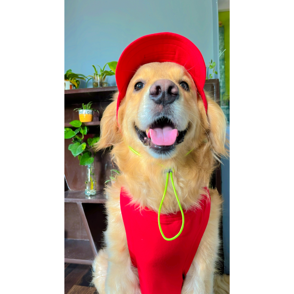 Dogobow Baseball Cap for Dogs (Red) (Get a Bow Free) Dogs-Clothing & Accessories Dogobow Dropship L