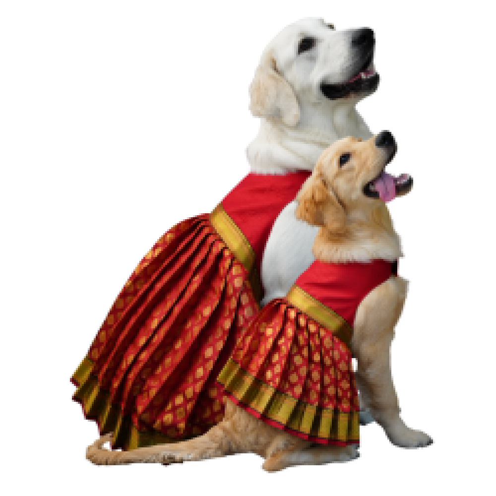 Dogs in weddings! #sabyasachi #sabyasachilehenga #weddingdog  #goldenretriever | Indian wedding photographer, Sabyasachi bride, Indian  wedding fashion