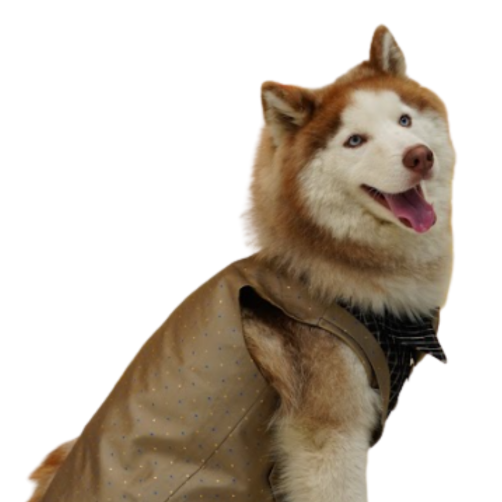 Floof & Co Tuxedo for Dogs (Khaki)