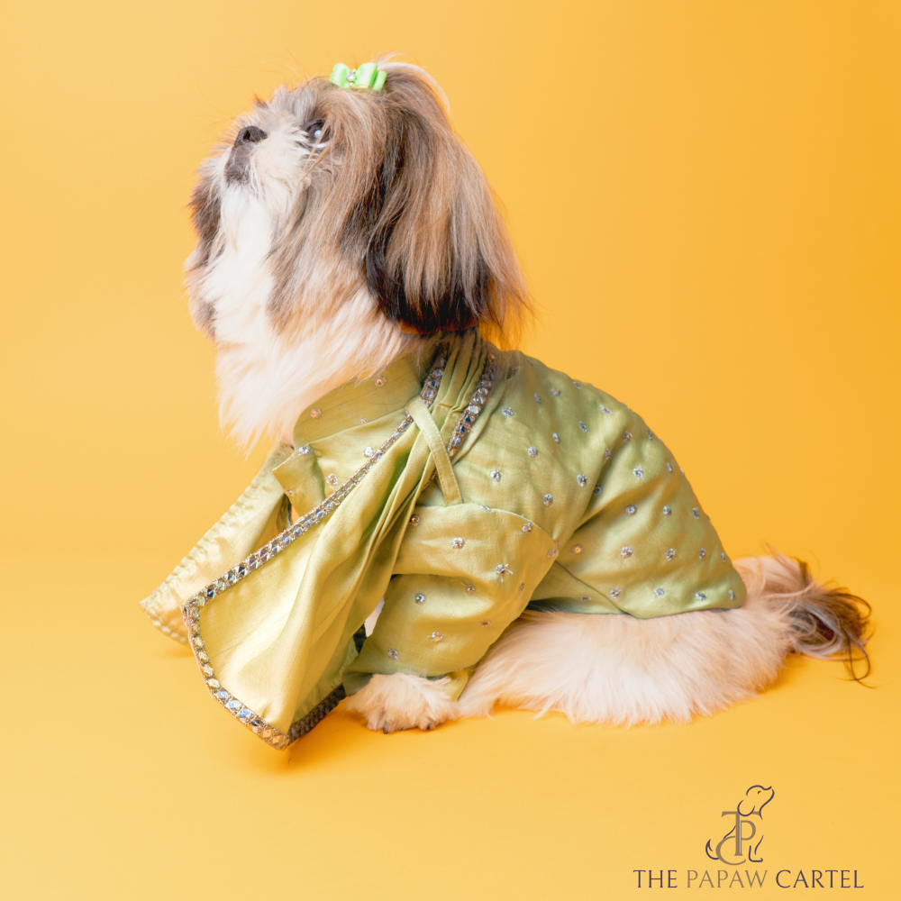 The Papaw Cartel Mirror Sherwani With Dupatta For Dogs (Chokos Green) Dogs-Clothing & Accessories The Papaw Cartel Dropship