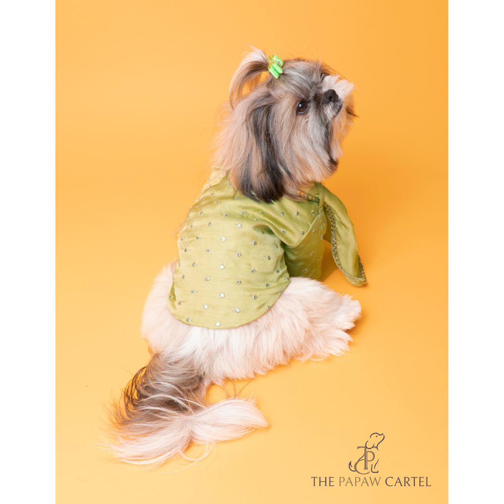 The Papaw Cartel Mirror Sherwani With Dupatta For Dogs (Chokos Green) Dogs-Clothing & Accessories The Papaw Cartel Dropship