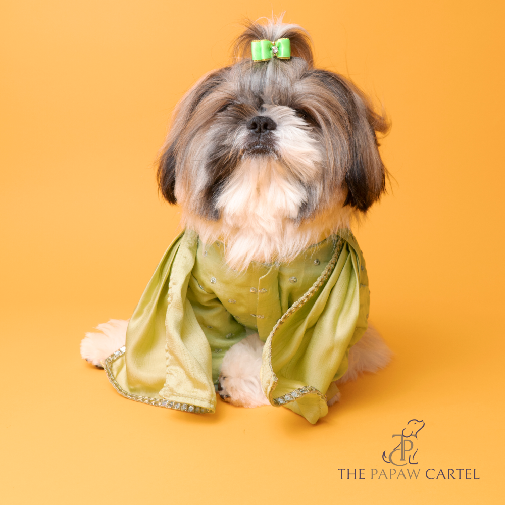 The Papaw Cartel Mirror Sherwani With Dupatta For Dogs (Chokos Green) Dogs-Clothing & Accessories The Papaw Cartel Dropship M