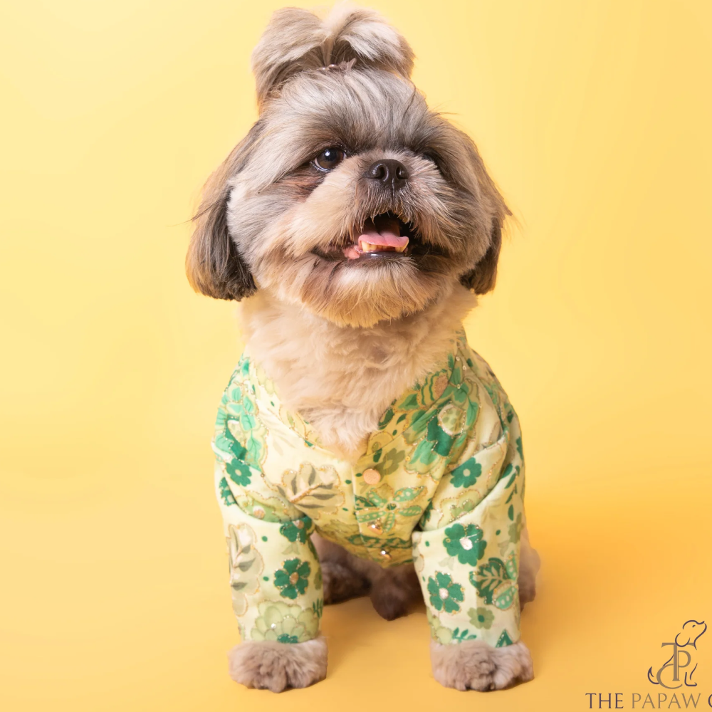 The Papaw Cartel Floral with Zari Sherwani for Dogs (Green) Dogs-Clothing & Accessories The Papaw Cartel Dropship