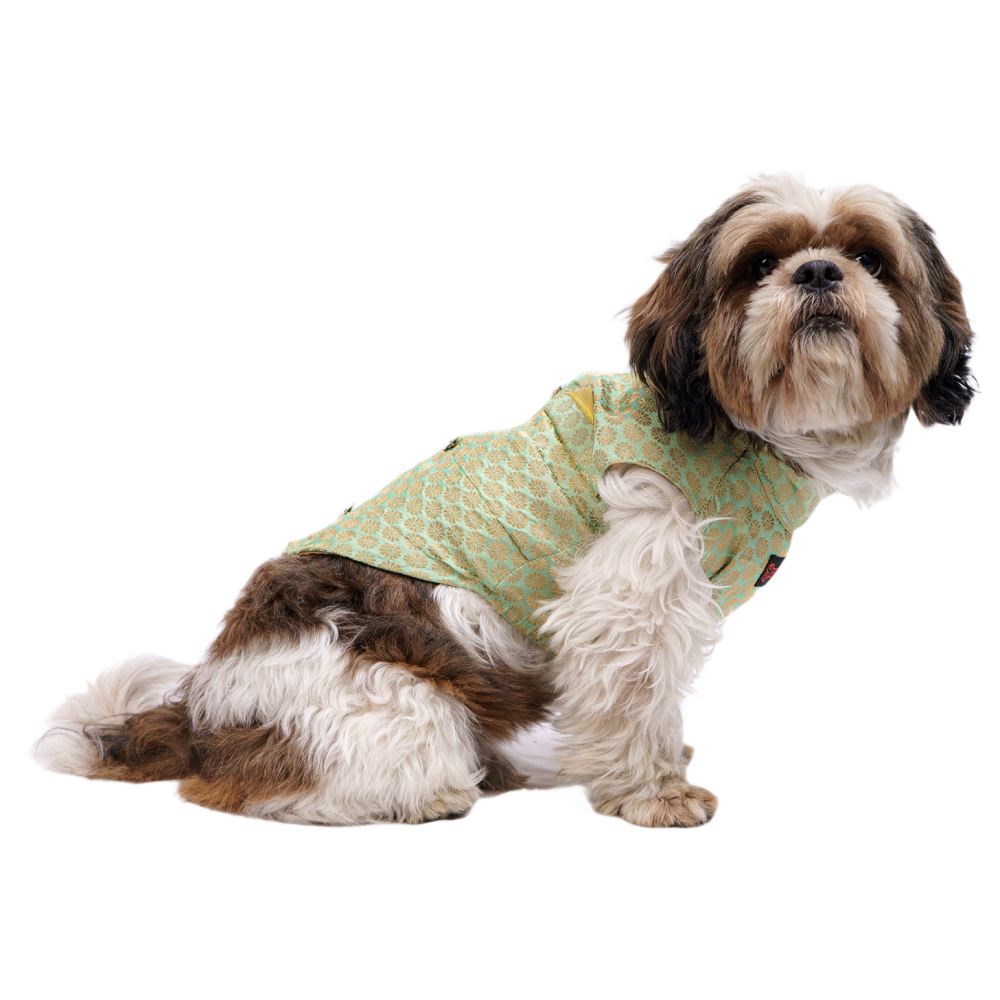 Pawgypets Sherwani for Dogs and Cats (Pista Green)