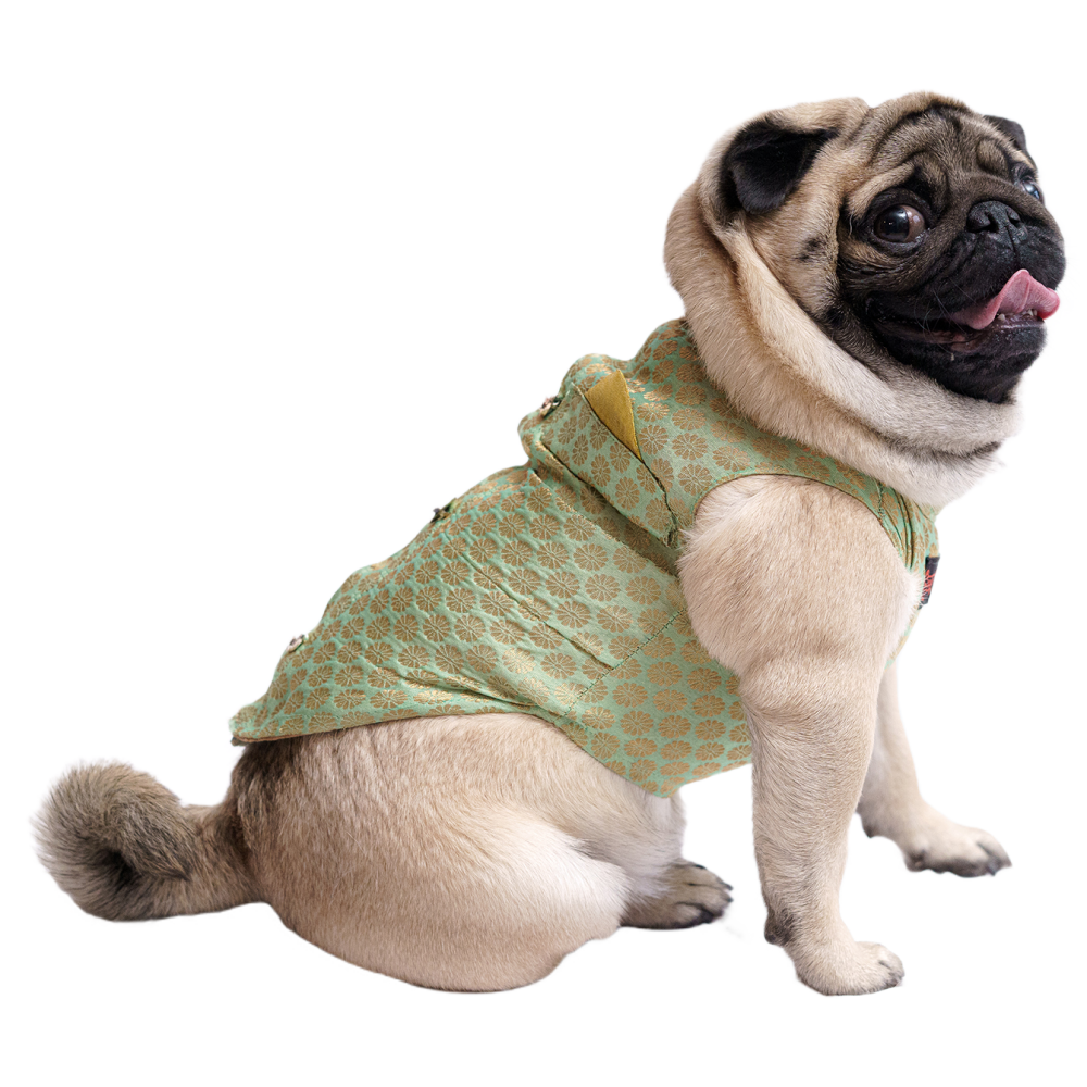 Pawgypets Sherwani for Dogs and Cats (Pista Green)