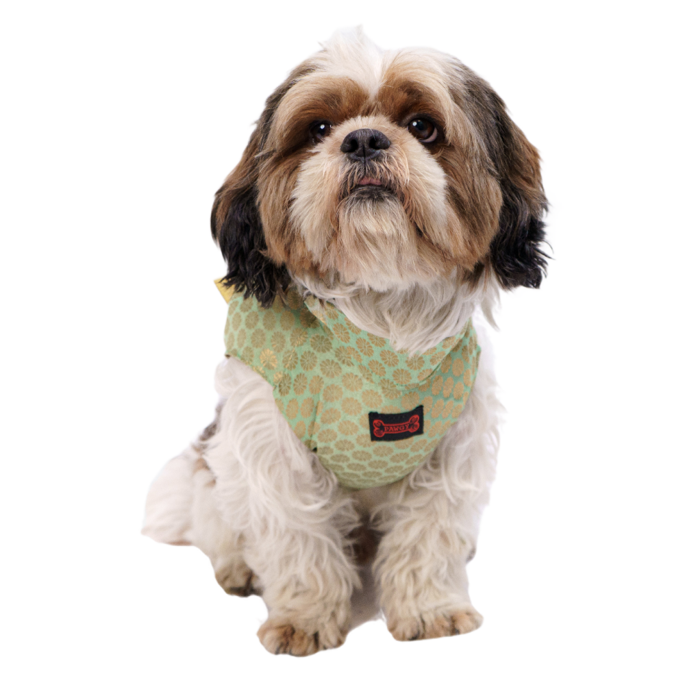 Pawgypets Sherwani for Dogs and Cats (Pista Green)