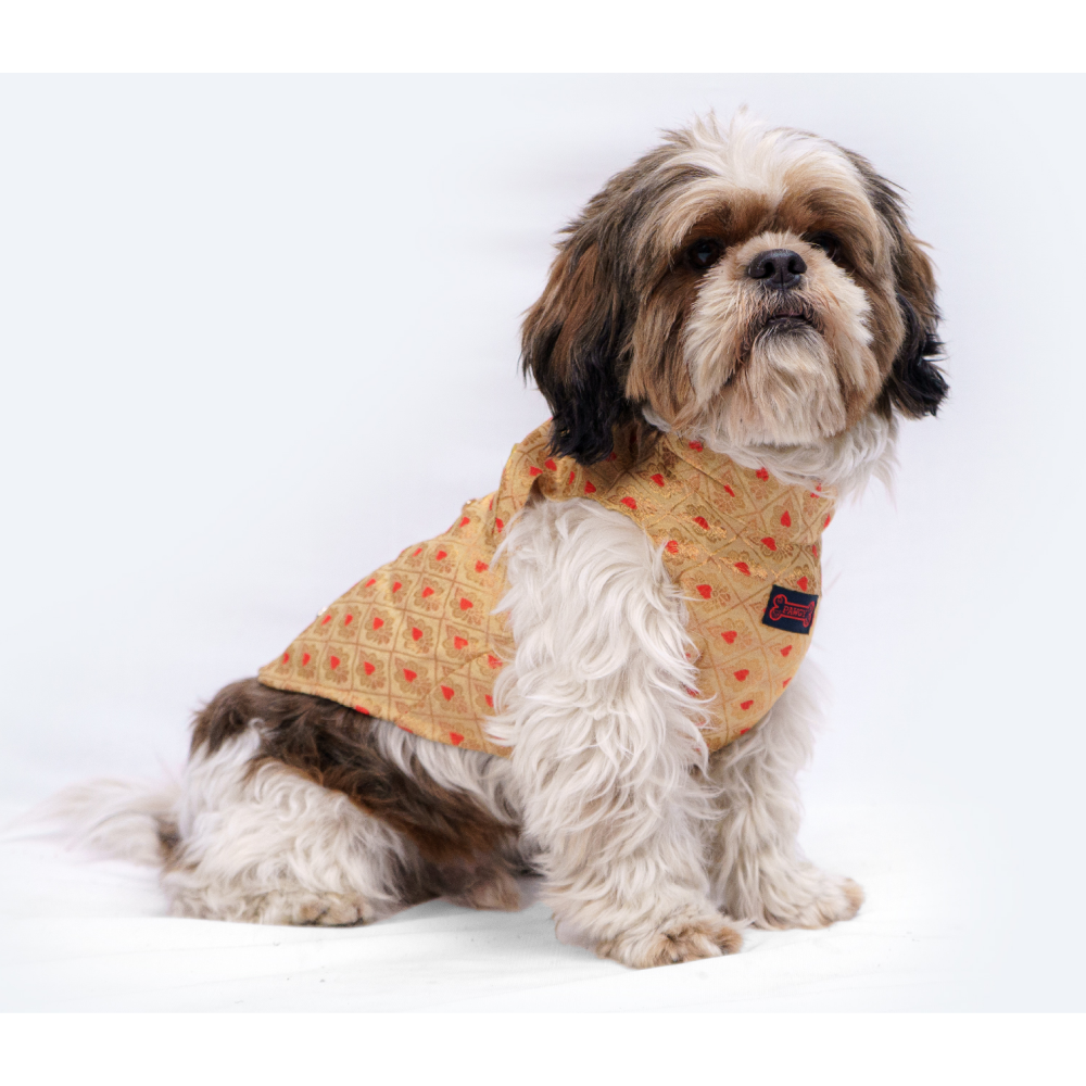 Pawgypets Sherwani for Dogs and Cats (Golden)