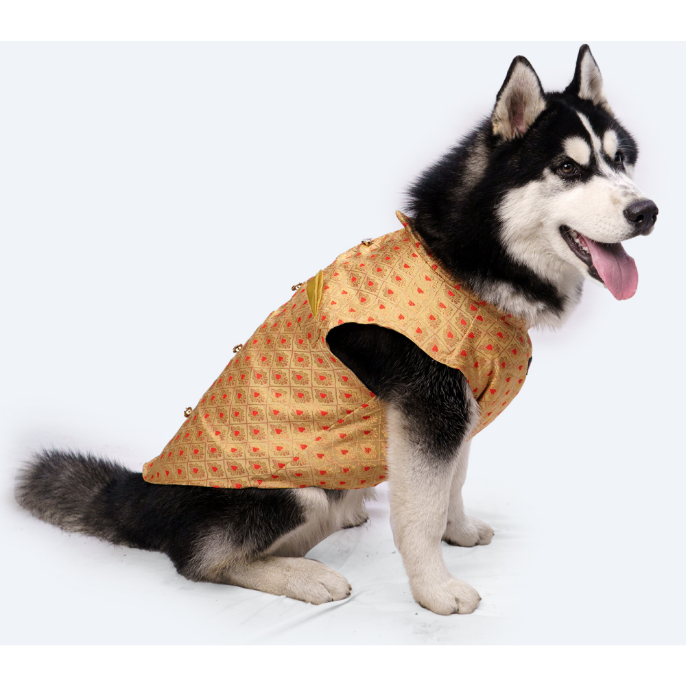 Pawgypets Sherwani for Dogs and Cats (Golden)