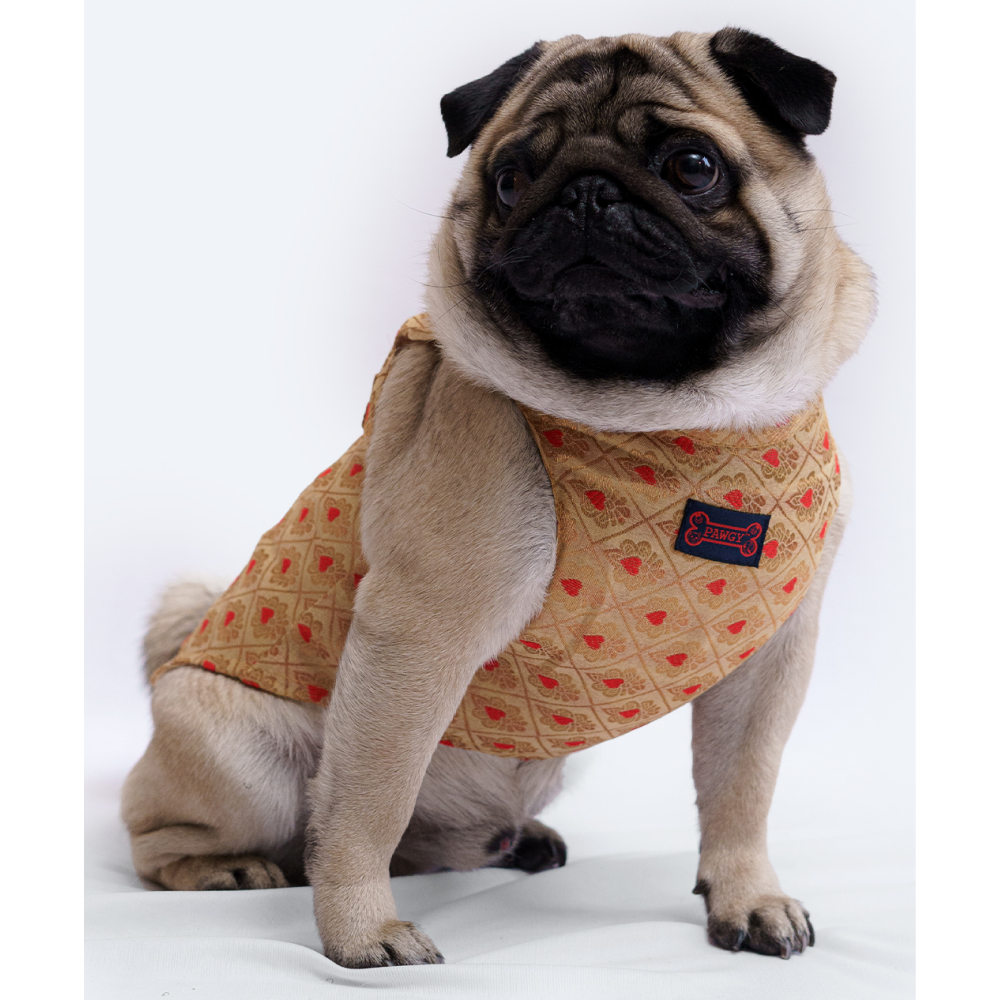 Pawgypets Sherwani for Dogs and Cats (Golden) Both-Clothing & Accessories Pawgypets Dropship