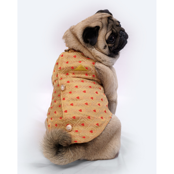 Pawgypets Sherwani for Dogs and Cats (Golden)