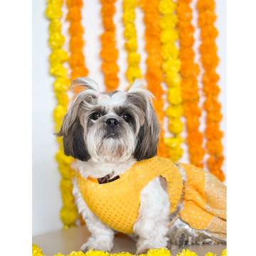 Pawgypets Pleaty Lehenga for Dogs and Cats (Yellow)