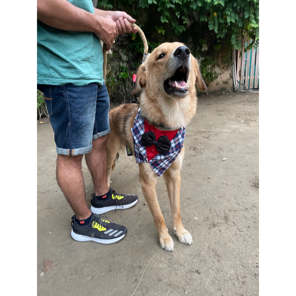 Pawgypets Waistcoat Bandana for Dogs and Cats (Blue)