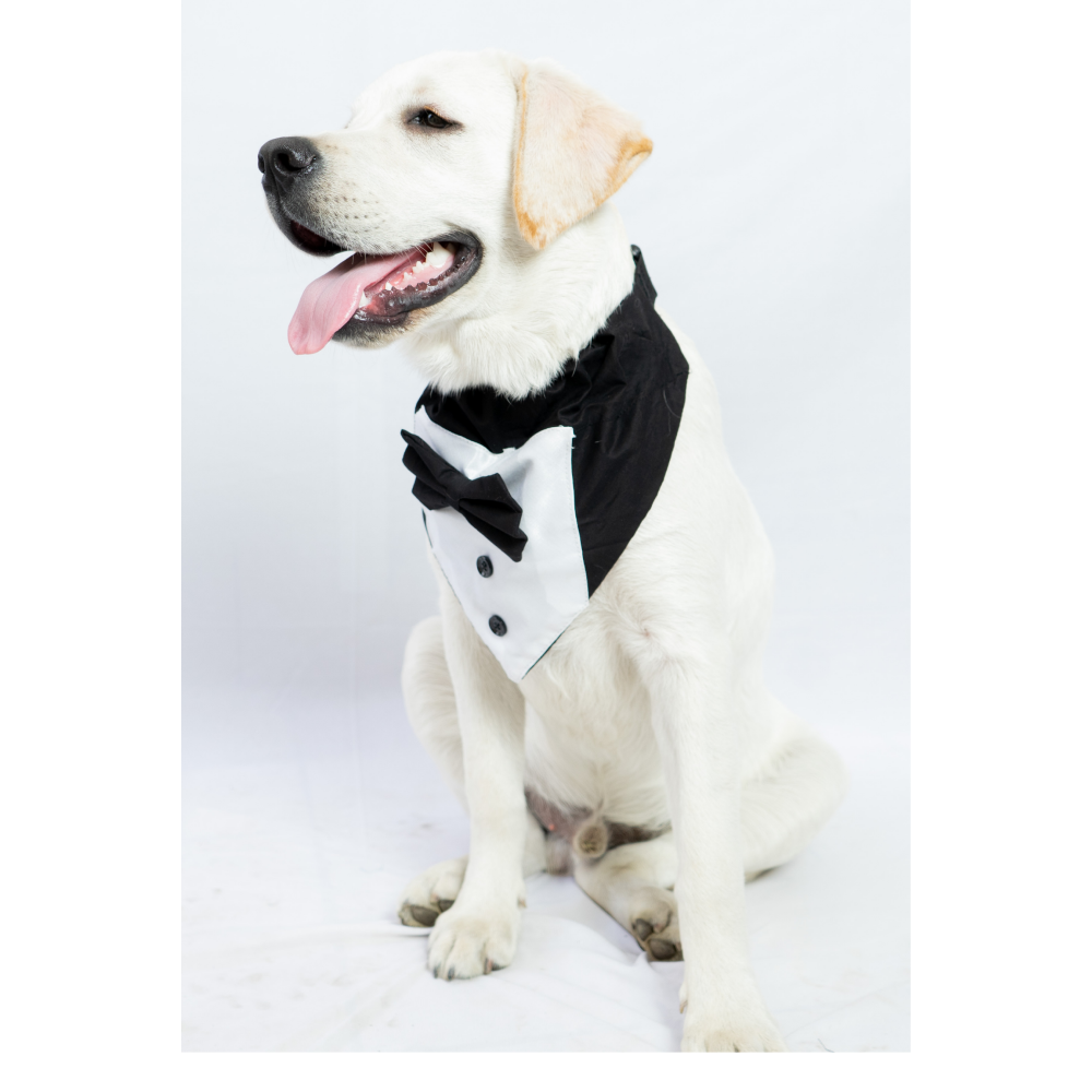 Pawgypets Tuxedo Bandana for Dogs and Cats (Black)