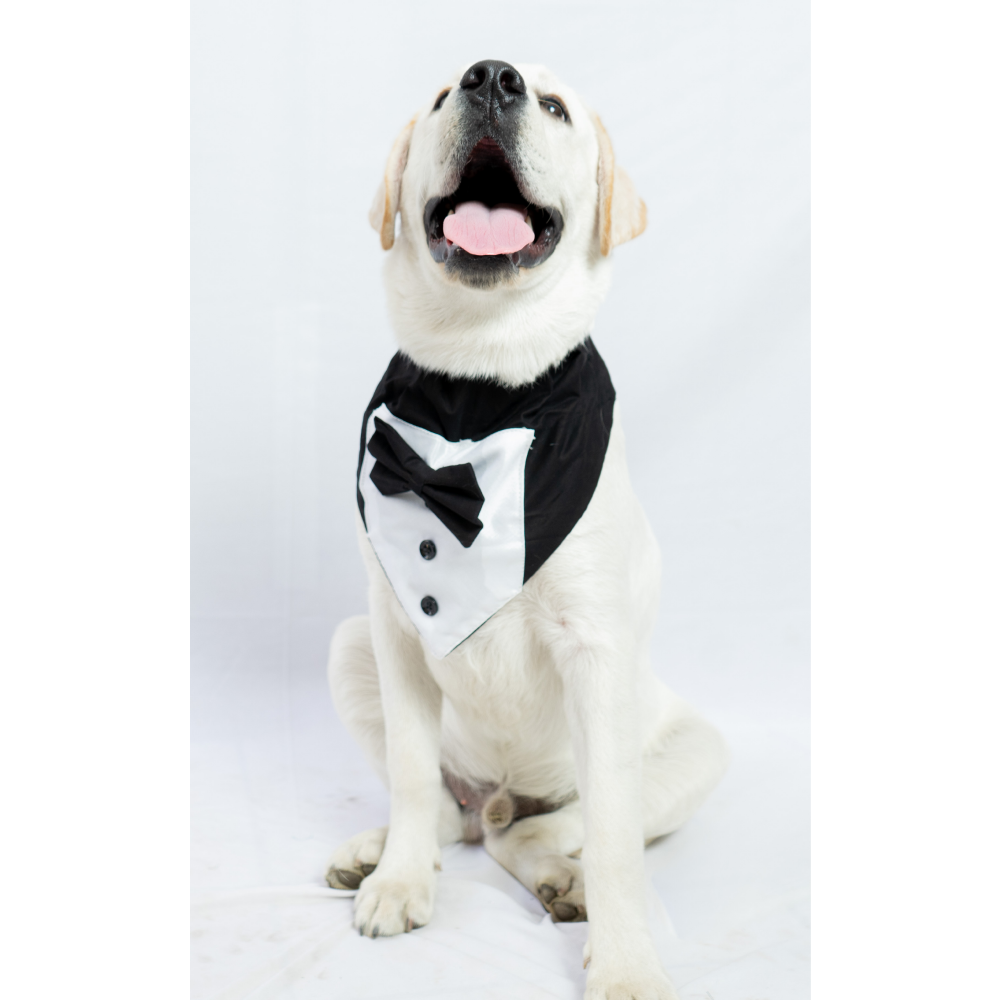 Pawgypets Tuxedo Bandana for Dogs and Cats (Black)