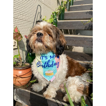 Pawgypets It’s My Birthday Bandana for Dogs and Cats