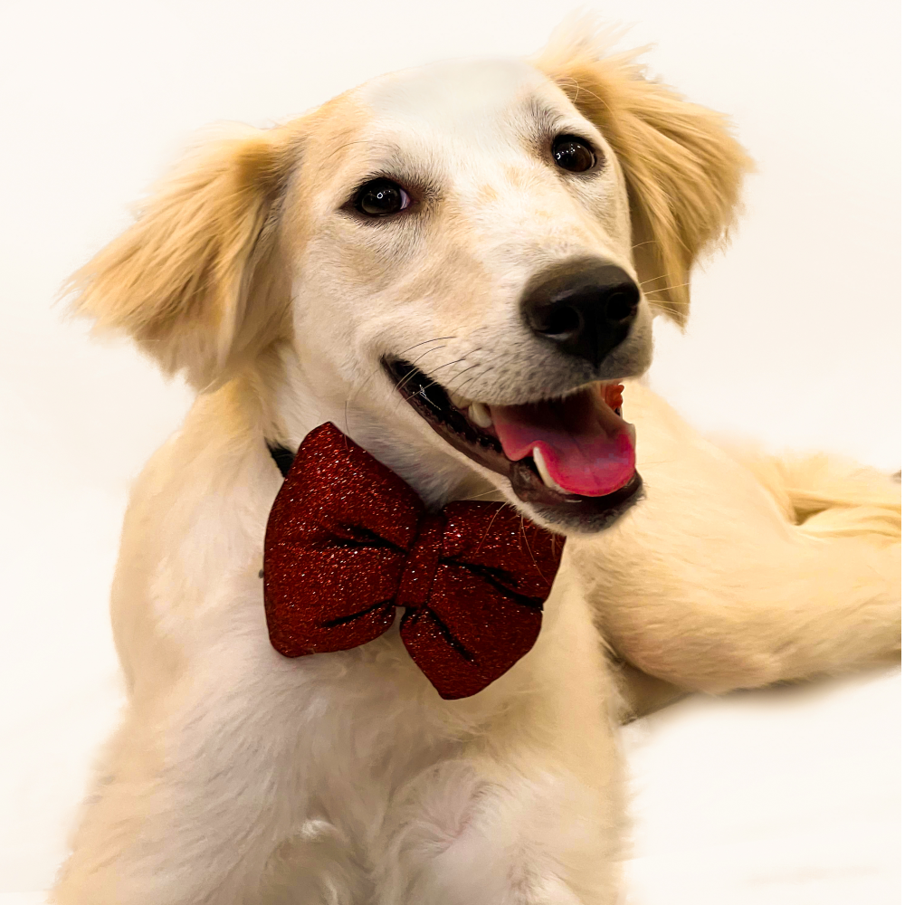 Pawgypets Party Wear Bowtie for Dogs and Cats (Red)