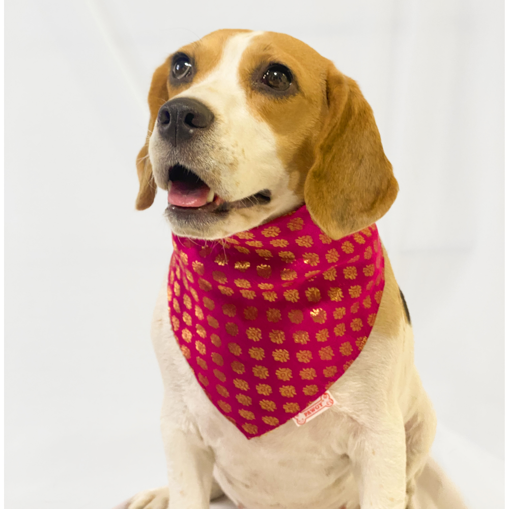 Pawgypets Occasion Wear Bandana for Dogs and Cats (Pink)