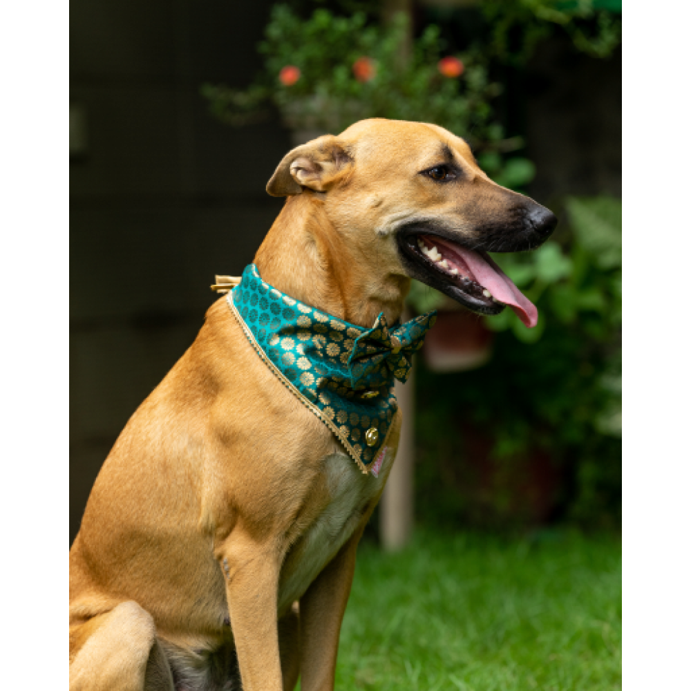 Pawgypets Occasion Wear Bow Bandana for Dogs and Cats (Teal Blue)