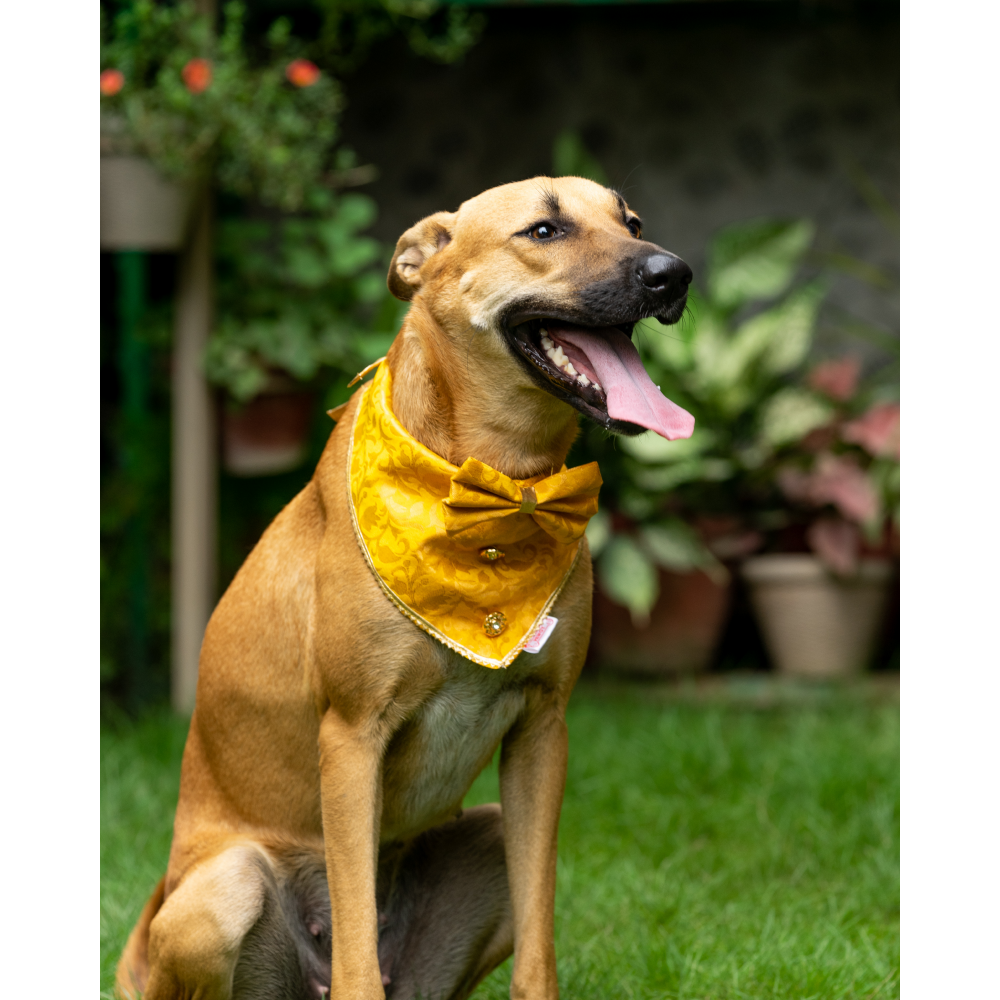 Pawgypets Occasion Wear Bow Bandana for Dogs and Cats (Yellow)
