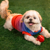 Pet Set Go Loyal Chewers Bangalore IPL Jersey for Dogs (Red) | Indian Pet League Dogs-Clothing & Accessories Pet Set Go Dropship