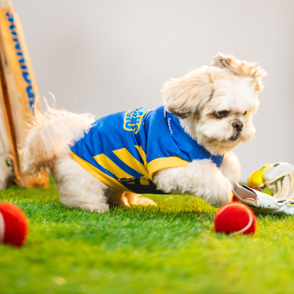 Pet Set Go Mumbai Woofians IPL Jersey for Dogs (Blue) Dogs-Clothing & Accessories Pet Set Go Dropship