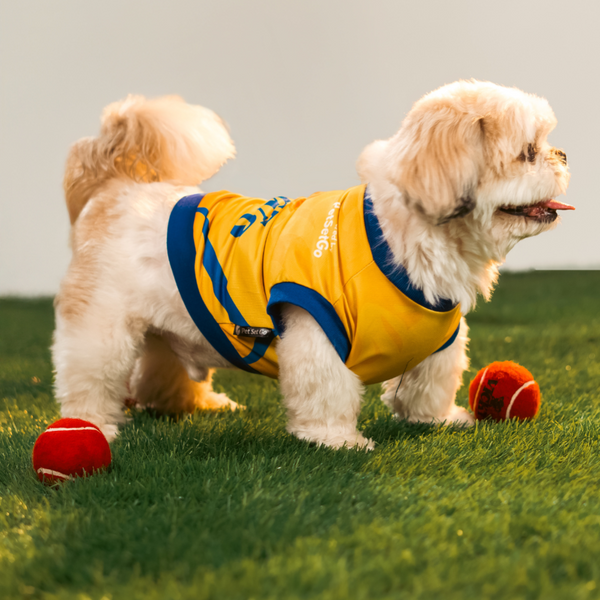 Pet Set Go Chennai Super Paws IPL Jersey for Dogs (Yellow) | Indian Pet League