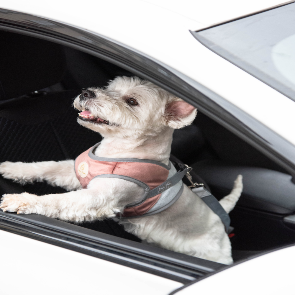 Chloe's Home Car seatbelt Berlin for Dogs and Cats (Ecru) Both-Collar, Leashes, harnesses Chloe's Home Dropship