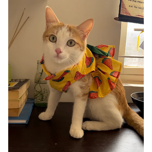 Pawgypets Watermelon Dress for Cats (Yellow) Cats-Clothing & Accessories Pawgypets Dropship