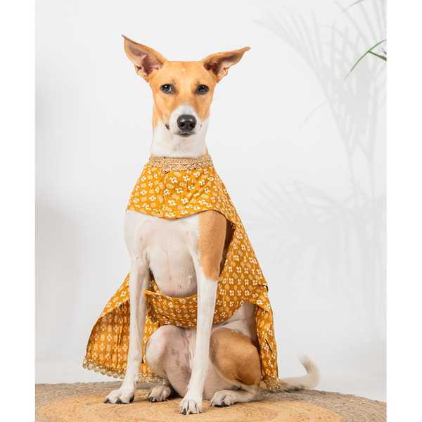 Pet Set Go Kanak Cotton Dress for Dogs (Orange)