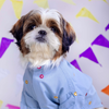 15 Furries Mirrorwork Kurta for Dogs (Blue) Dogs-Clothing & Accessories 15 Furries Dropship